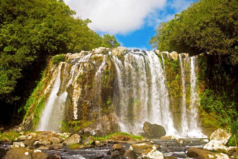 Bassin Boeuf dans une cascade de verdure